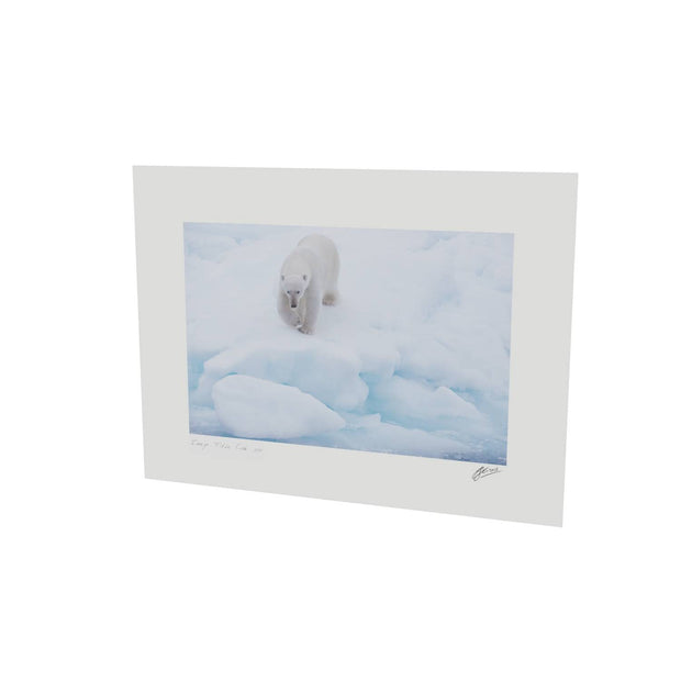 Polar Bear Approaching, Barents Sea