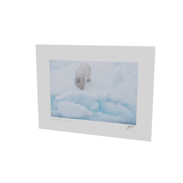 Polar Bear Approaching, Barents Sea