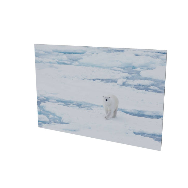 Curious Polar Bear, Barents Sea