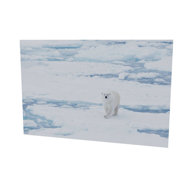 Curious Polar Bear, Barents Sea