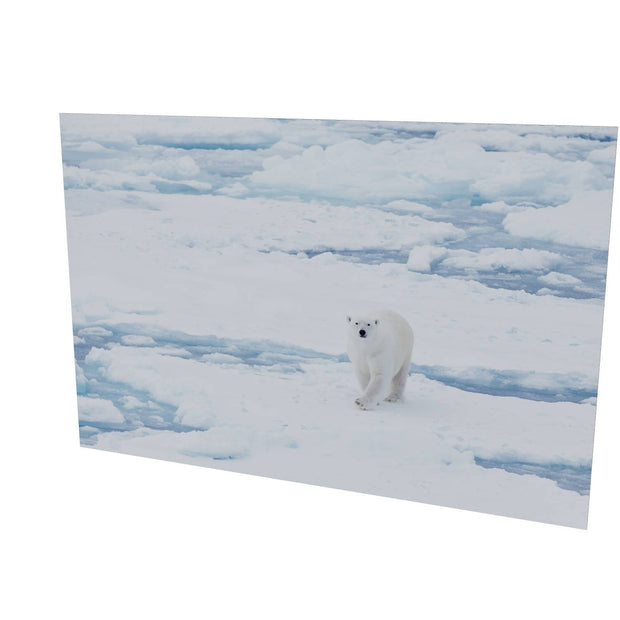 Curious Polar Bear, Barents Sea