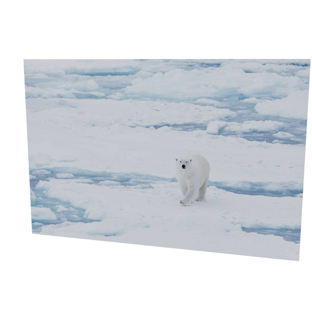 Curious Polar Bear, Barents Sea