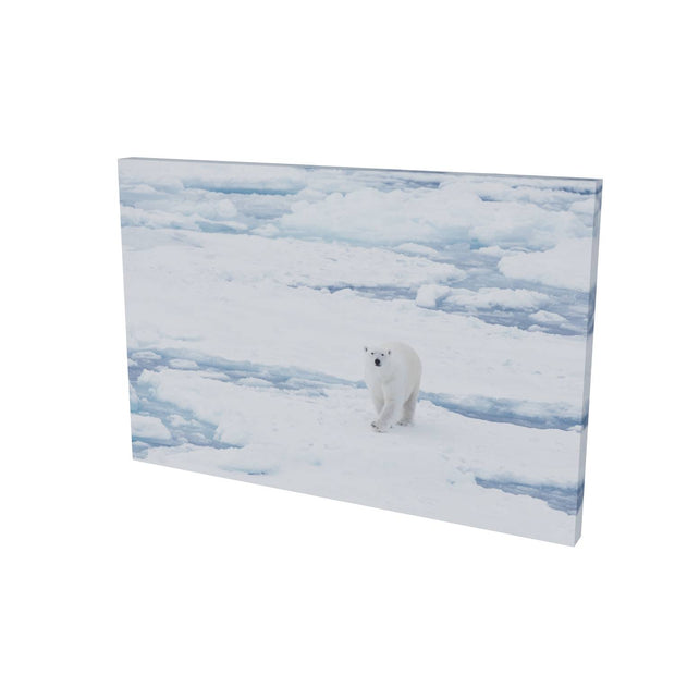 Curious Polar Bear, Barents Sea