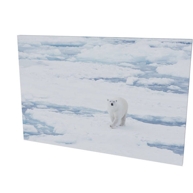 Curious Polar Bear, Barents Sea