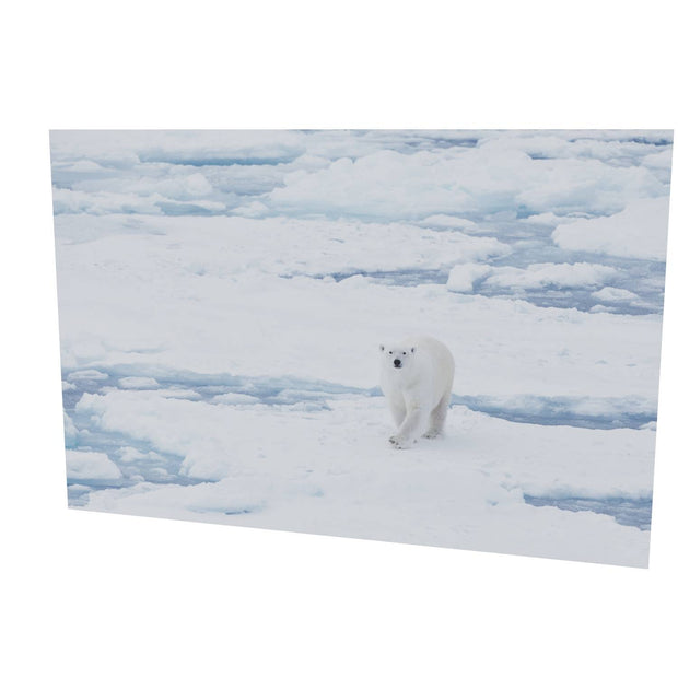 Curious Polar Bear, Barents Sea