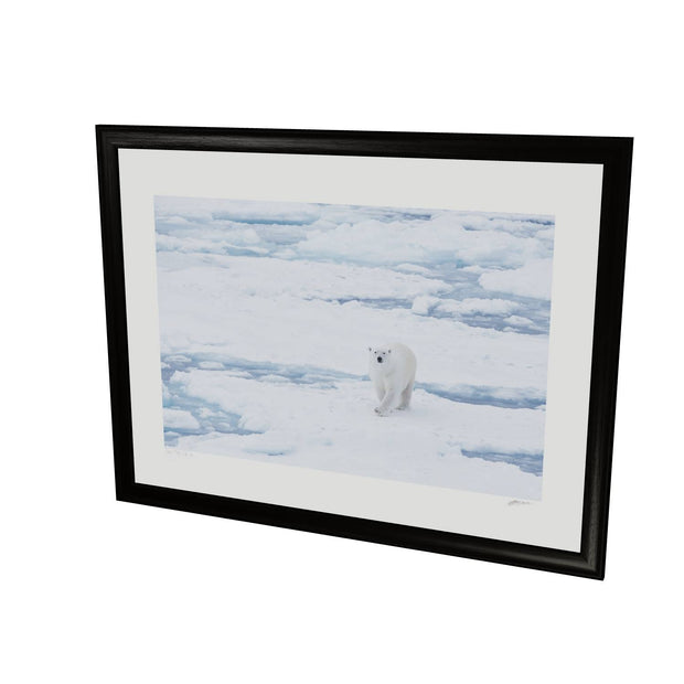 Curious Polar Bear, Barents Sea