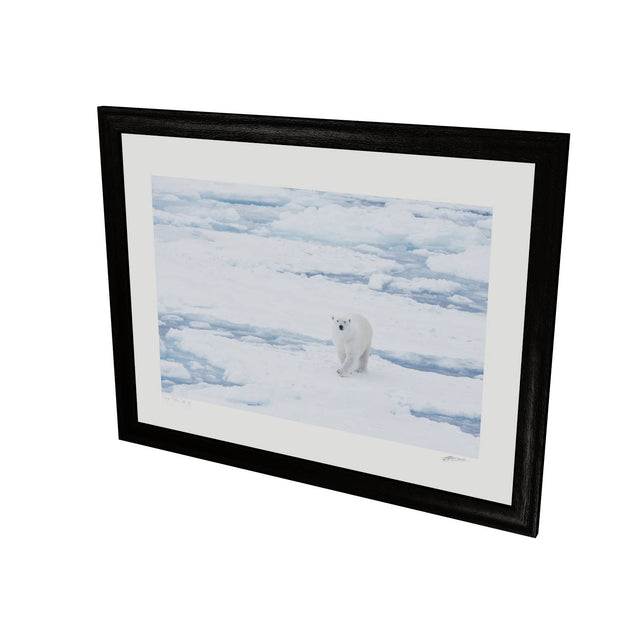 Curious Polar Bear, Barents Sea