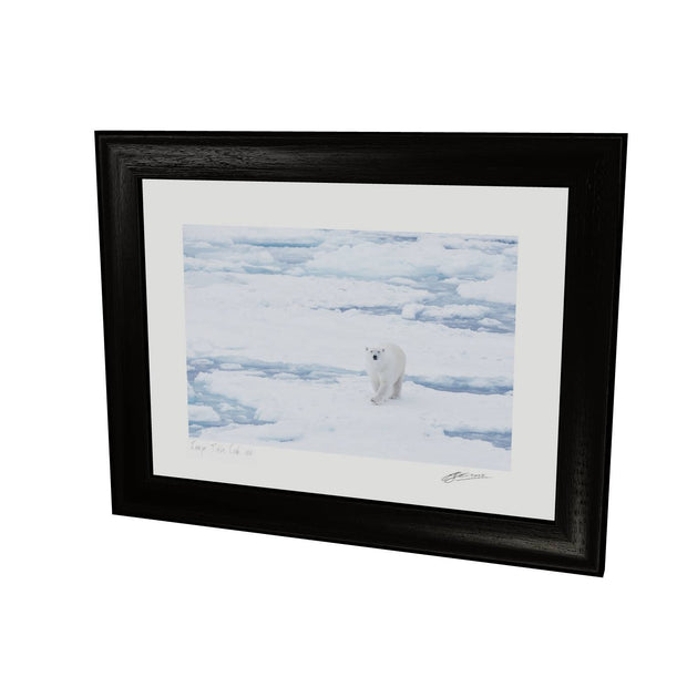 Curious Polar Bear, Barents Sea