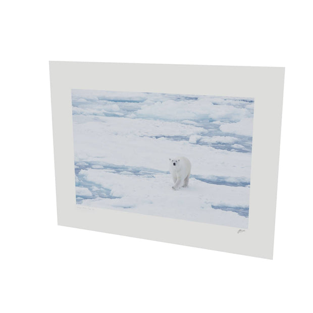 Curious Polar Bear, Barents Sea