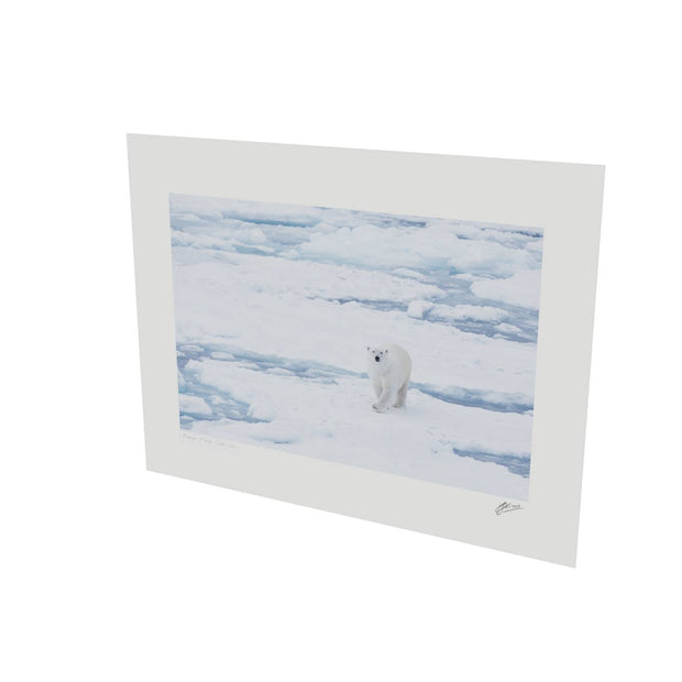 Curious Polar Bear, Barents Sea