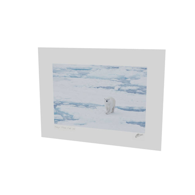 Curious Polar Bear, Barents Sea