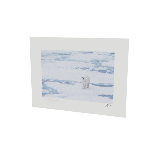 Curious Polar Bear, Barents Sea