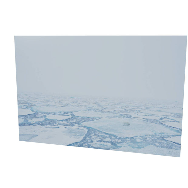 Polar Bear in the Mist, Barents Sea