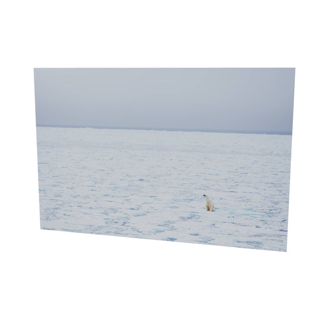 Sitting Polar Bear, Barents Sea