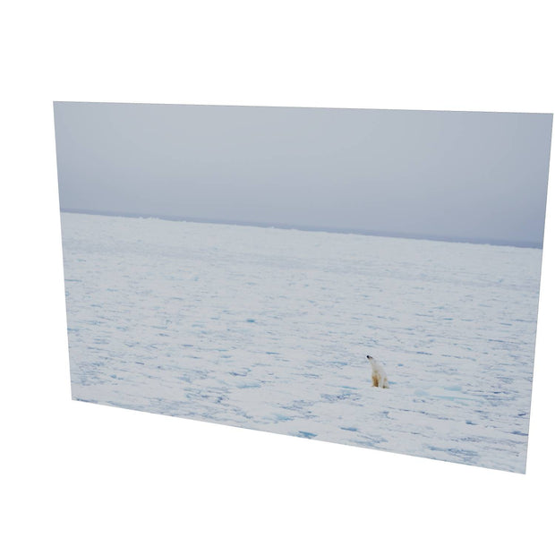 Sitting Polar Bear, Barents Sea