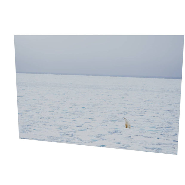 Sitting Polar Bear, Barents Sea