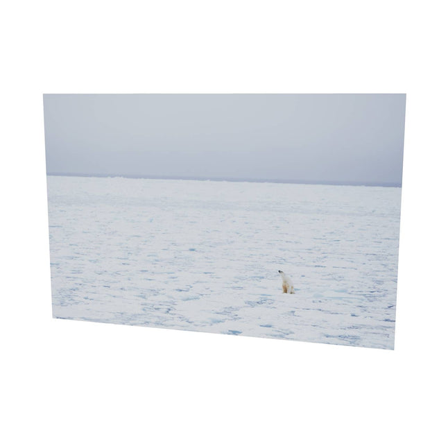 Sitting Polar Bear, Barents Sea