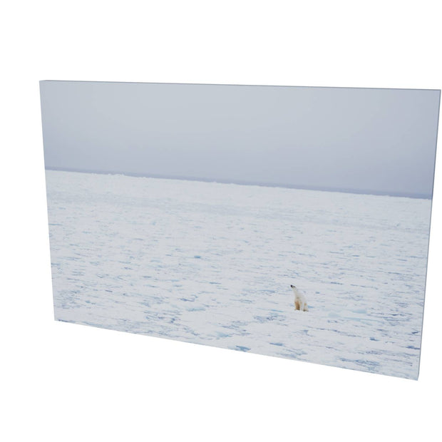 Sitting Polar Bear, Barents Sea