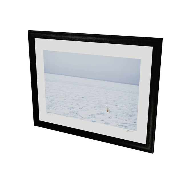 Sitting Polar Bear, Barents Sea