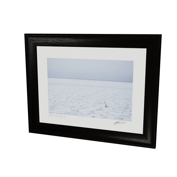 Sitting Polar Bear, Barents Sea