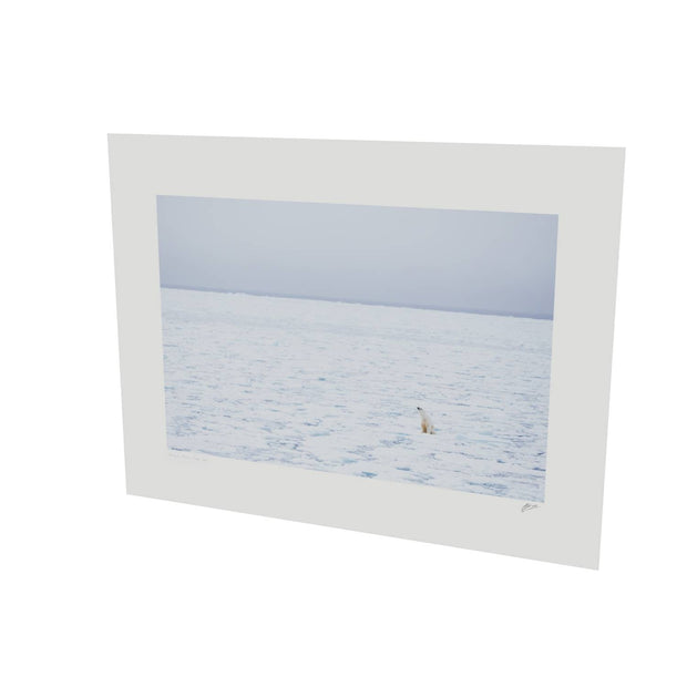 Sitting Polar Bear, Barents Sea