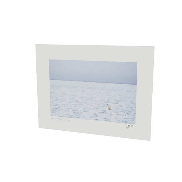 Sitting Polar Bear, Barents Sea