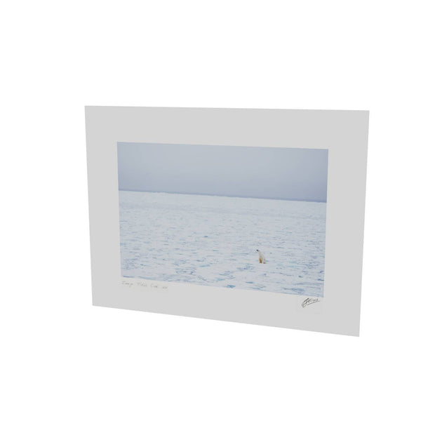 Sitting Polar Bear, Barents Sea