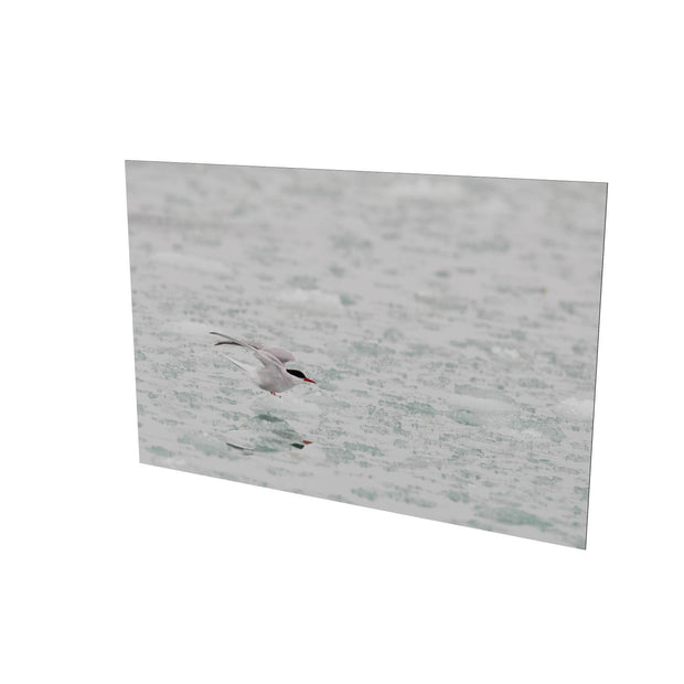 Arctic Tern, Svalbard