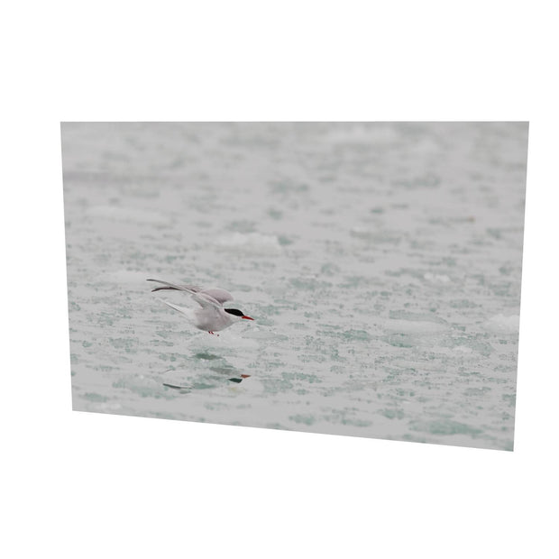 Arctic Tern, Svalbard