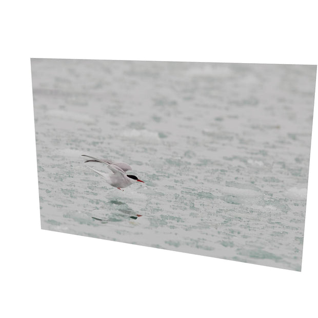 Arctic Tern, Svalbard