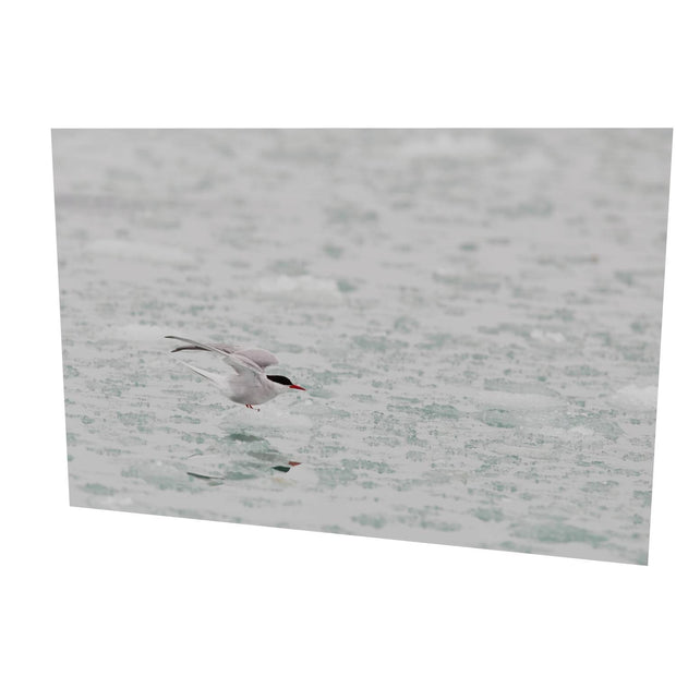 Arctic Tern, Svalbard