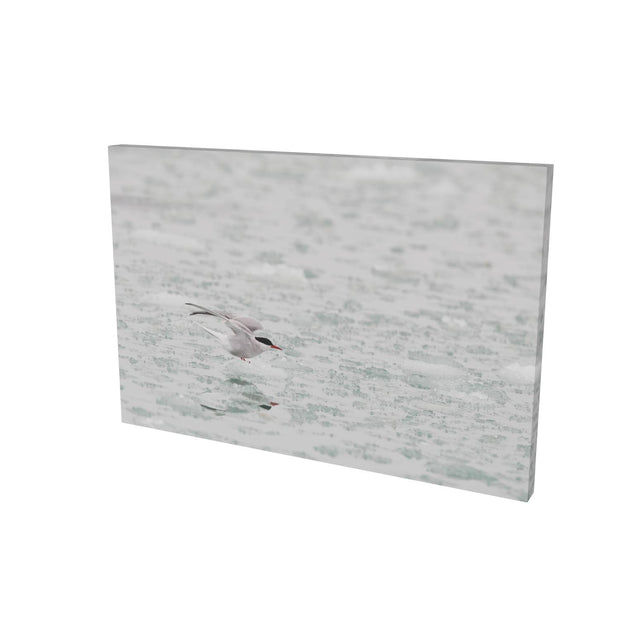 Arctic Tern, Svalbard