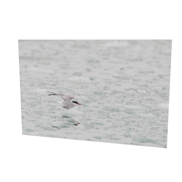Arctic Tern, Svalbard