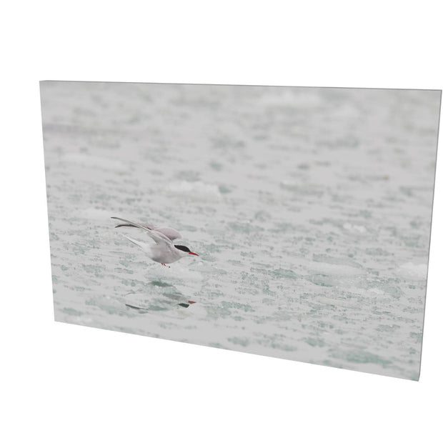 Arctic Tern, Svalbard
