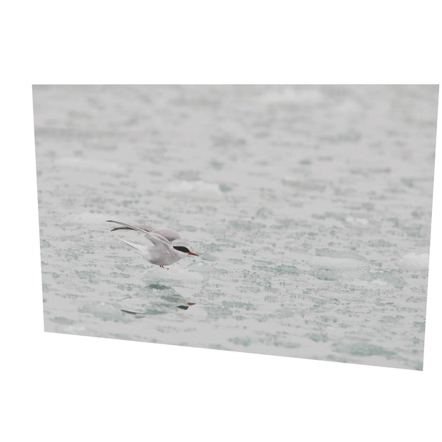 Arctic Tern, Svalbard