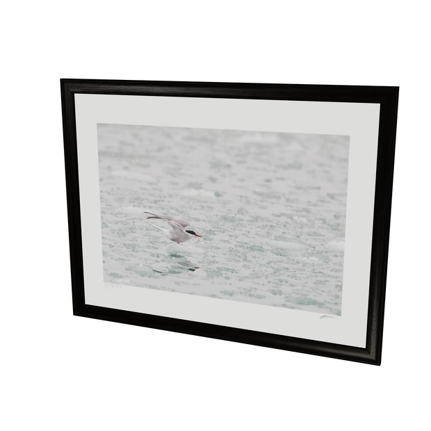 Arctic Tern, Svalbard