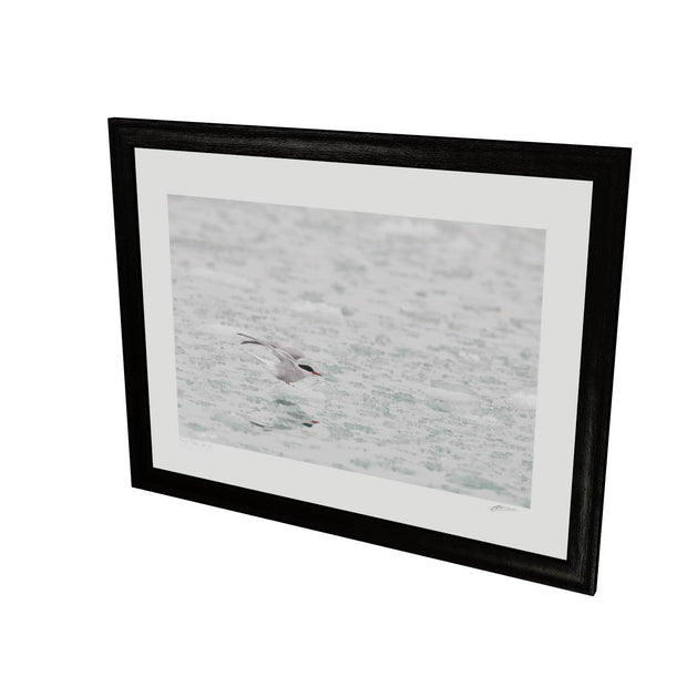 Arctic Tern, Svalbard