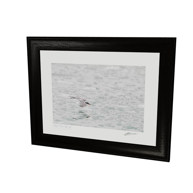 Arctic Tern, Svalbard