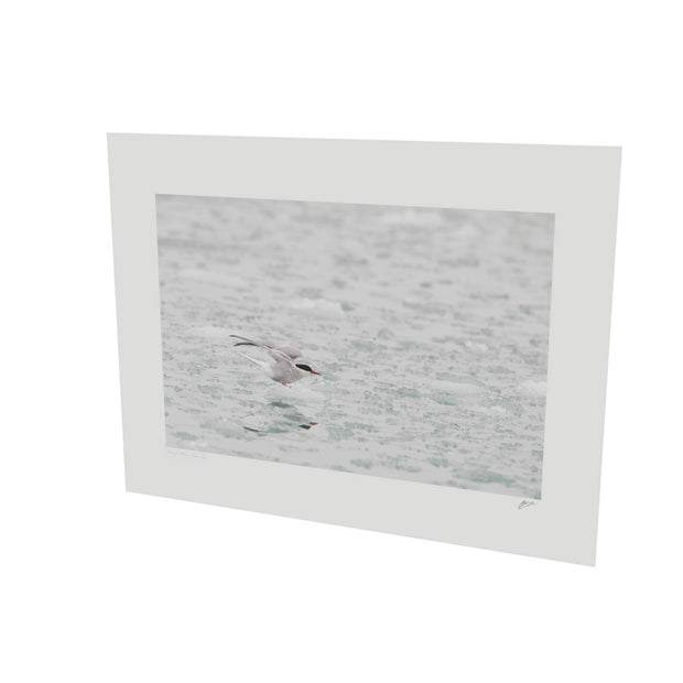 Arctic Tern, Svalbard