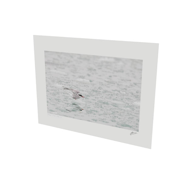 Arctic Tern, Svalbard