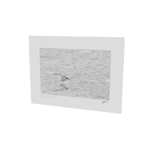 Arctic Tern, Svalbard