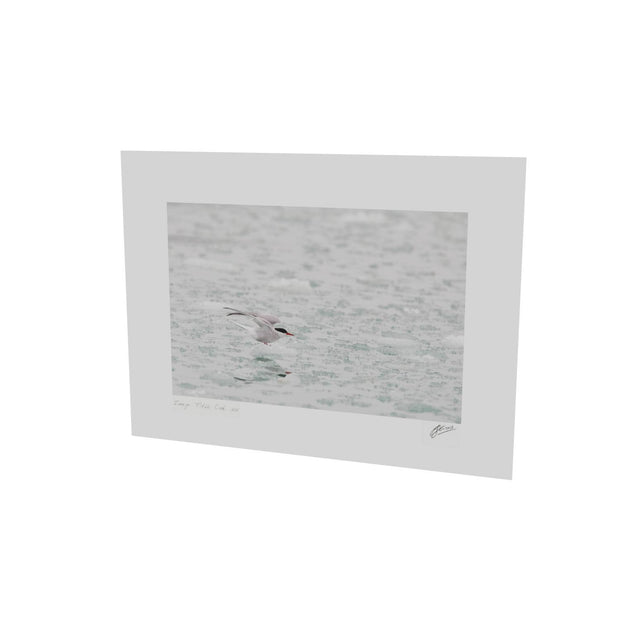 Arctic Tern, Svalbard
