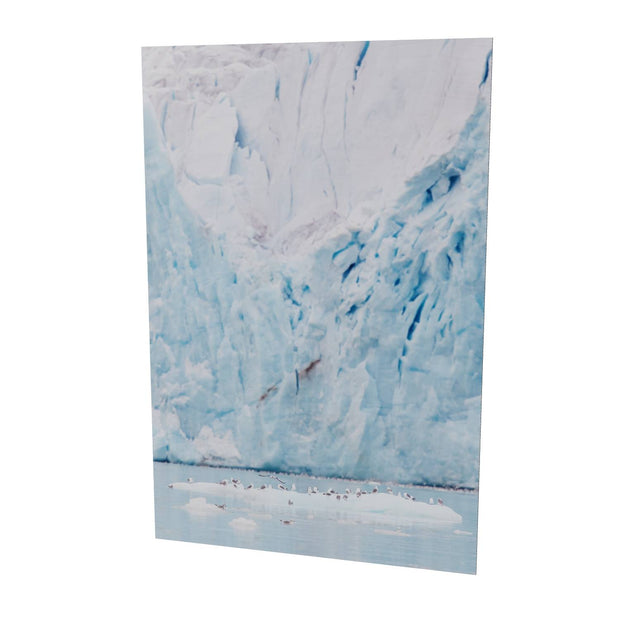 Kittiwakes and Glacier, Svalbard