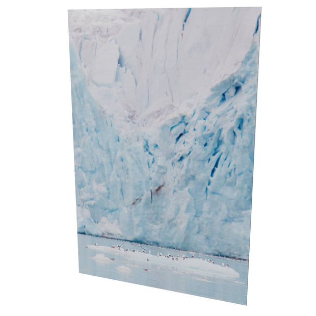 Kittiwakes and Glacier, Svalbard