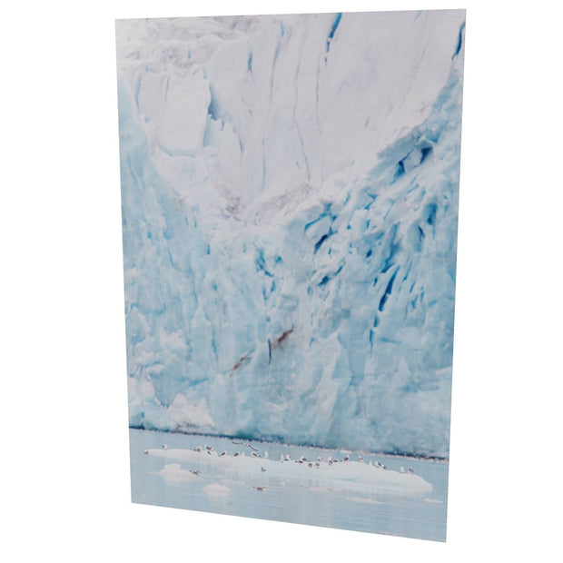 Kittiwakes and Glacier, Svalbard