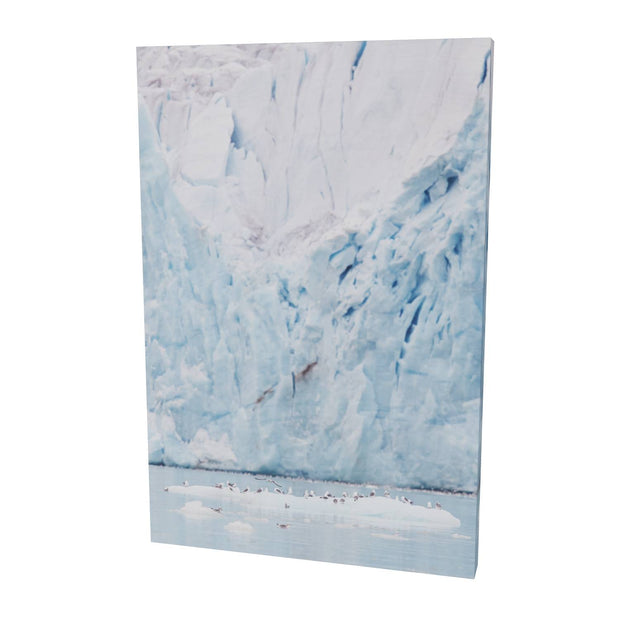 Kittiwakes and Glacier, Svalbard