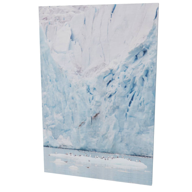 Kittiwakes and Glacier, Svalbard