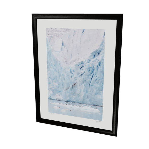 Kittiwakes and Glacier, Svalbard