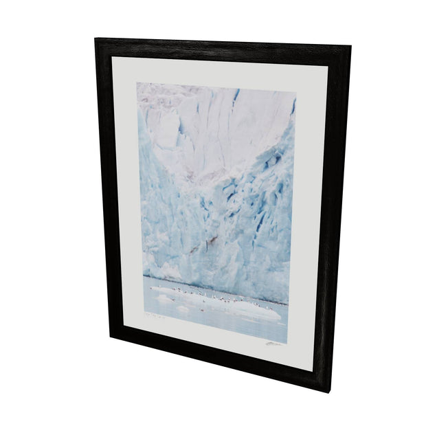 Kittiwakes and Glacier, Svalbard