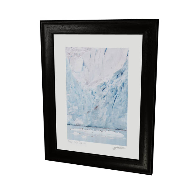 Kittiwakes and Glacier, Svalbard